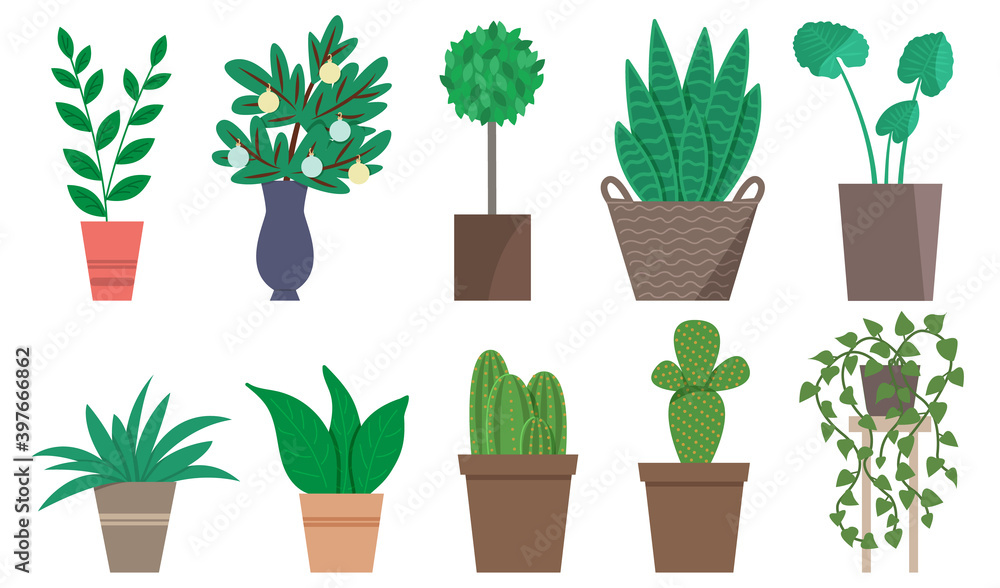 Set of home plants in pots, cacti. Set of home plants in pots, cacti.