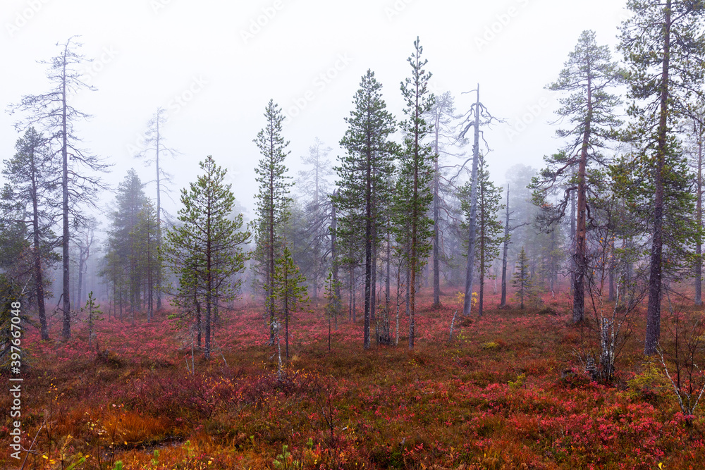 An autumnal old-growth taiga forest with colorful forest floor during fall foliage in Northern Finland near Salla.	