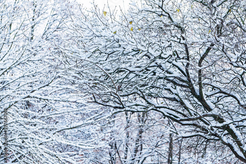 nice winter in the park © Maksim Shebeko