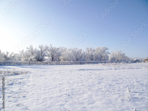 Winter snowy landscape with trees at sunny day 