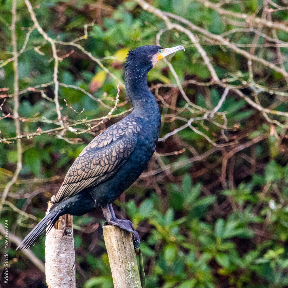 Fototapeta premium Cormorant in whitewebbs forest park, Enfield.