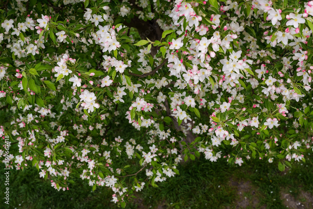 A blooming branch of apple in spring A blooming branch of apple in spring