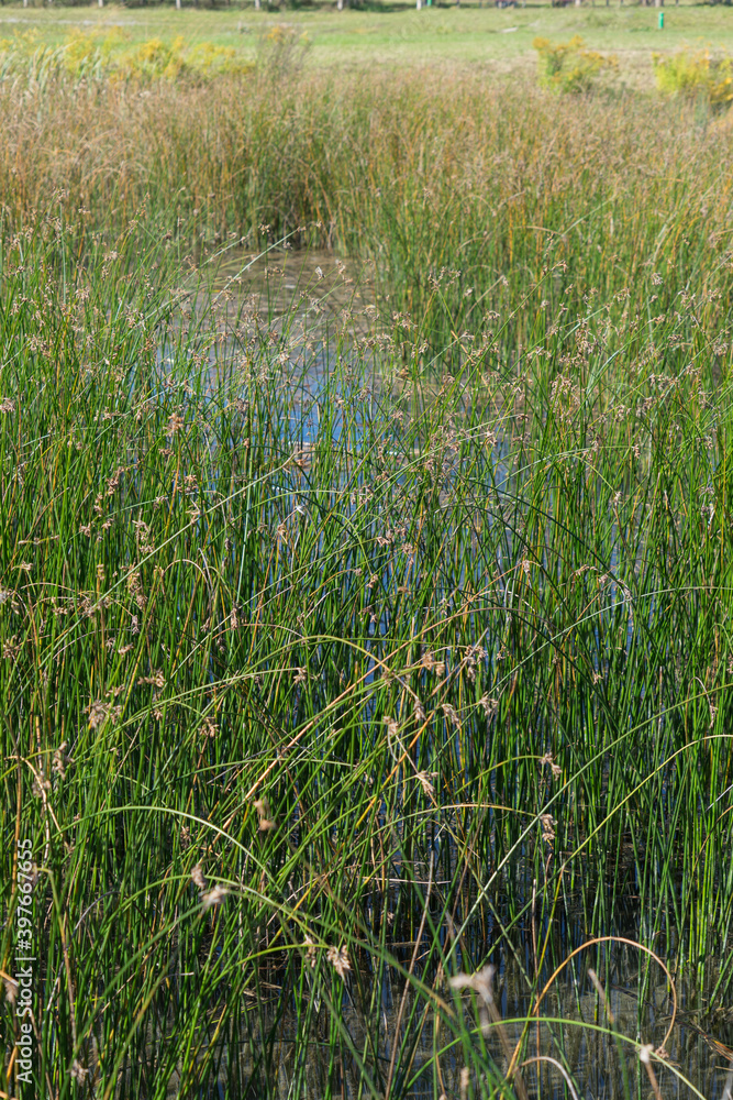 Grass and reed at a pond in the park