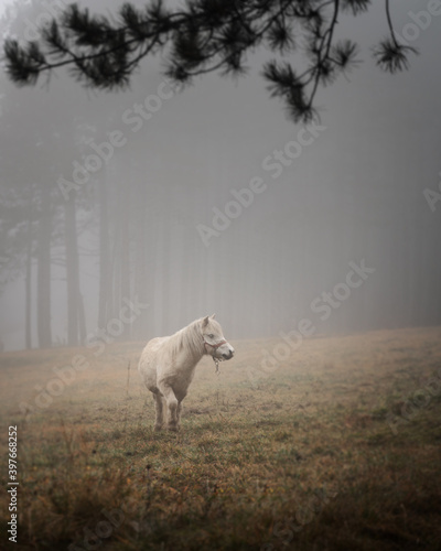 White horse grazes in a clearing in foggy forest  beautiful landscape