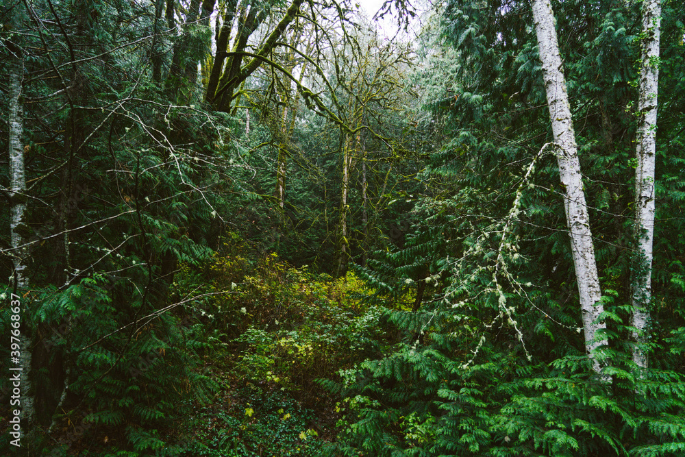 Obraz premium morning in the woods