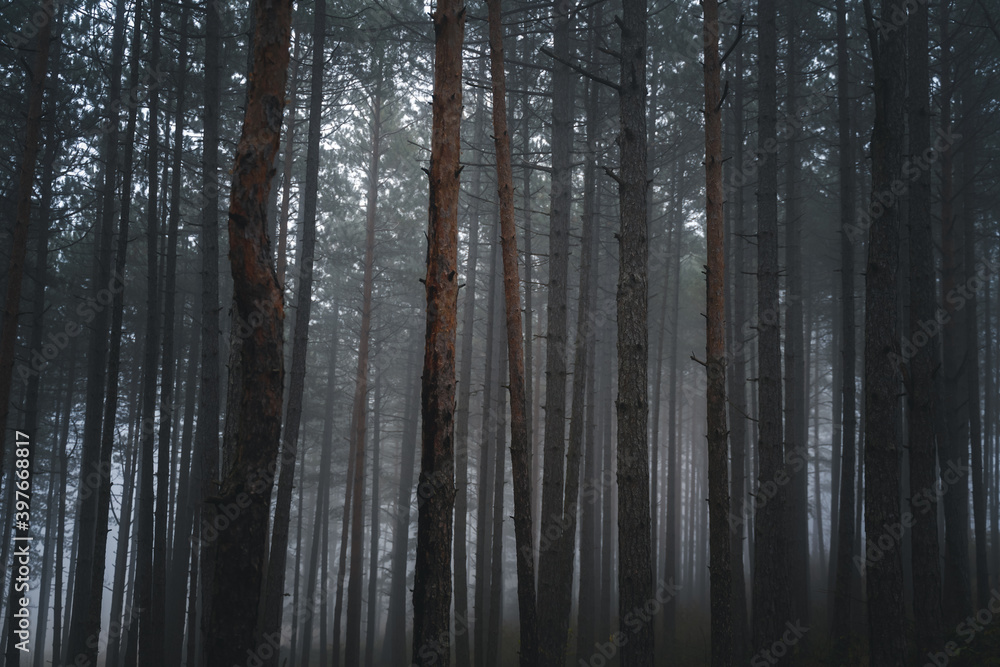 Fototapeta premium Beautiful landscape of a magical mystical forest, fog in wild forest with tall trees