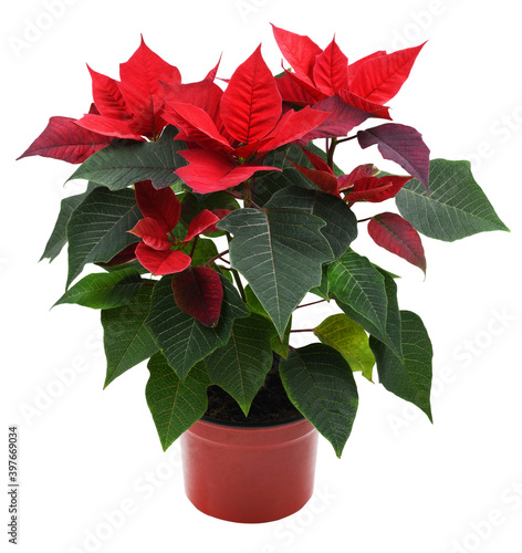 Christmas poinsettia shrub ...