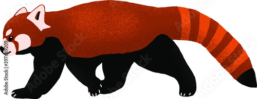 red panda illustration
red panda walking
cute 
funny
vector
red
animal
animals
mammal
cartoon
wildlife
protected