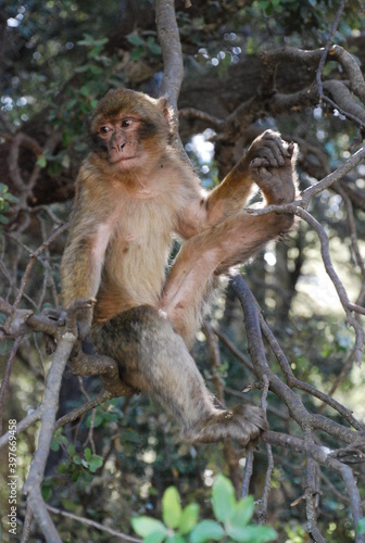 Singe forêt des Cèdres AZROU - MAROC