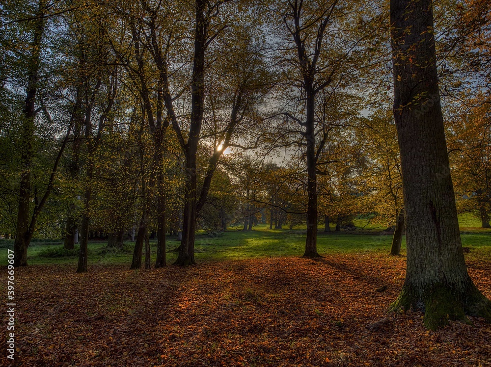 Fototapeta premium autumn in the park