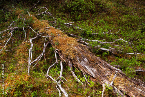 An old decaying tree trunk in an old-growth forest near Kuusamo, Northern Finland. 
