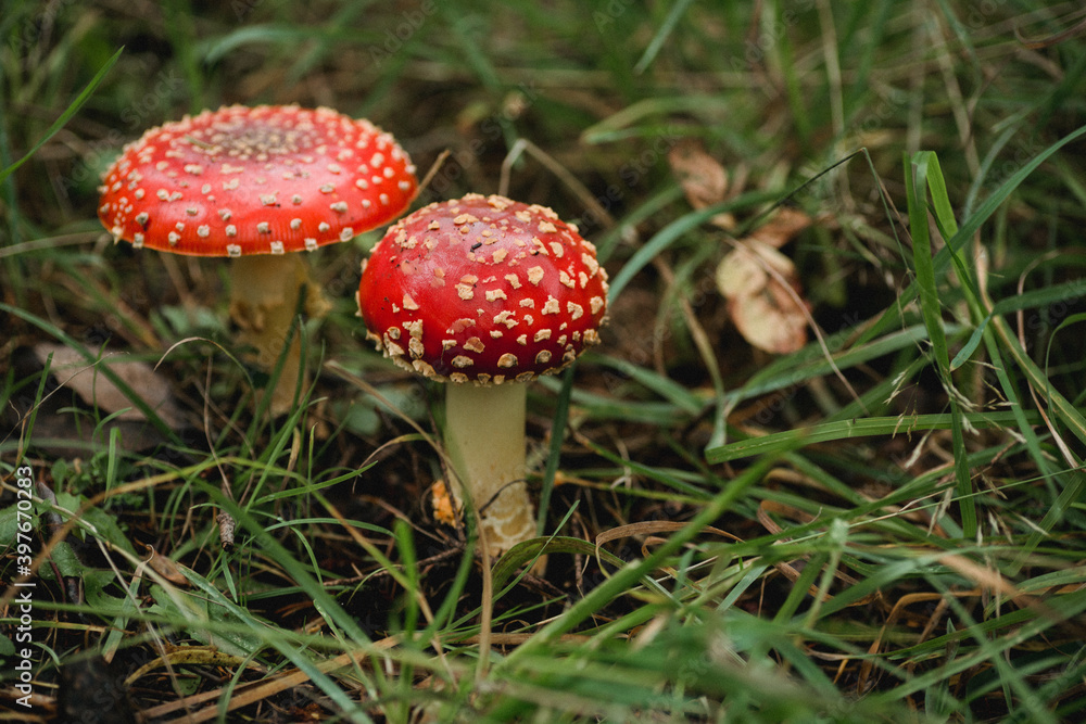 Fly agaric mushroom growing in grass Fly agaric mushroom growing in grass