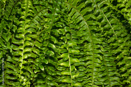Floral background with green young fern leaves close-up