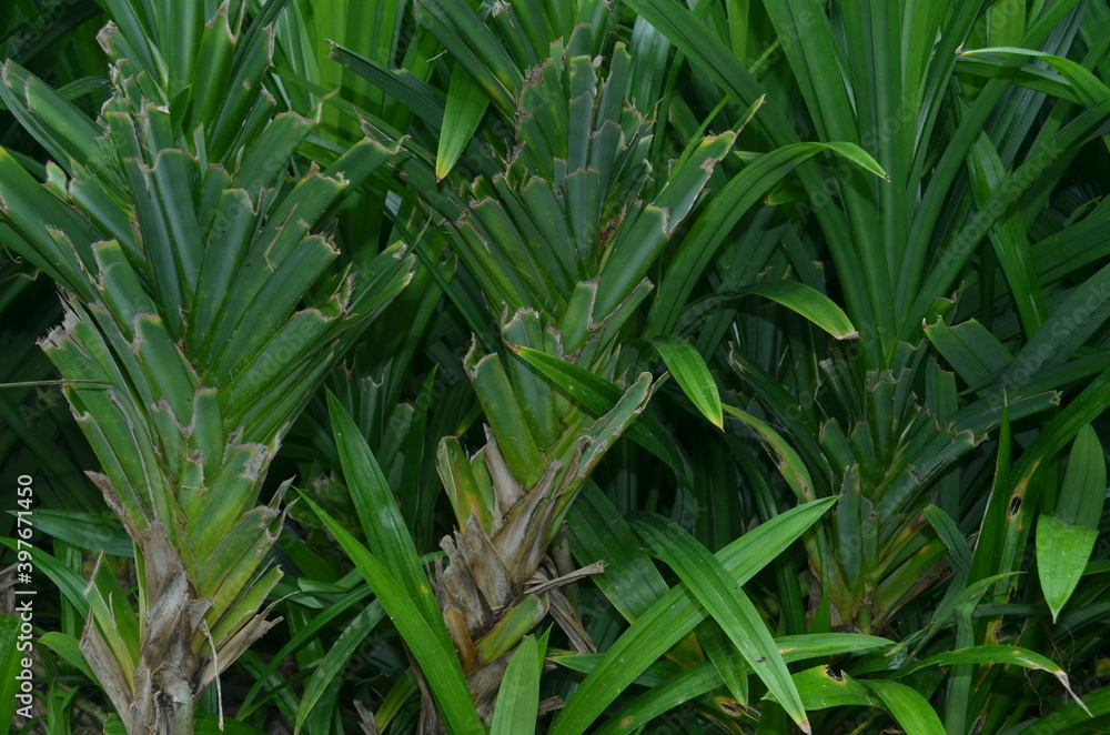 Obraz premium close up of green pandan leaves