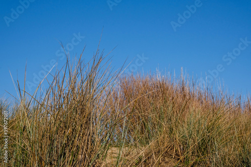 Beach Sand Dunes Covered With Dried Grass Against A Clear Blue Sky