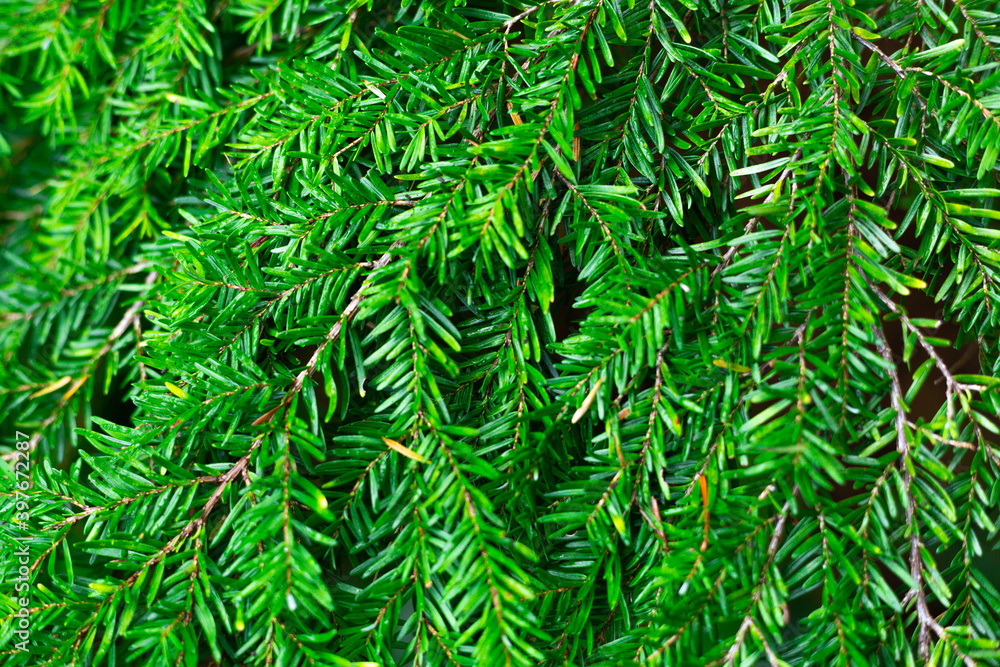 Texture of green lush pine needles