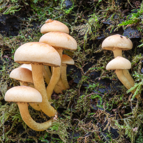 Group of fungi growing on log