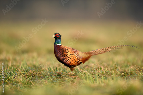 Wallpaper Mural Ringneck Pheasant (Phasianus colchicus) male Torontodigital.ca