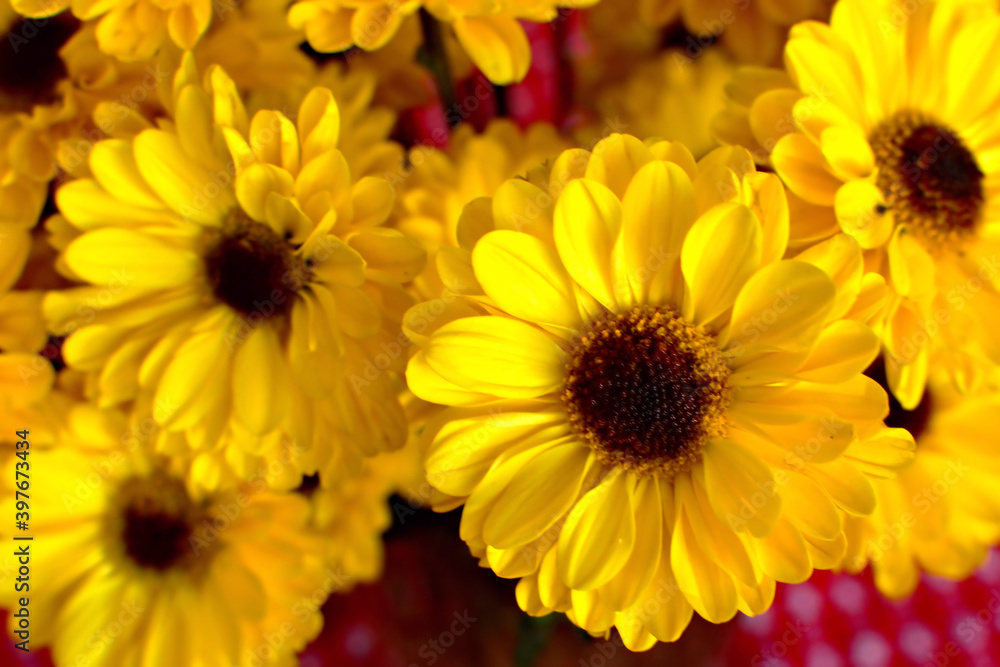 Group of bright yellow colorful daisies Group of bright yellow colorful daisies