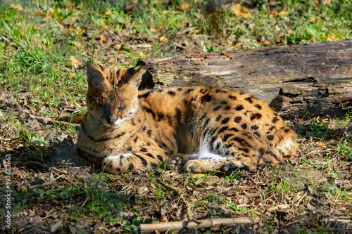 Relaxation du serval au soleil © natgi