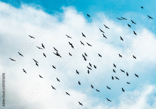 flock of migratory pelicans in sky