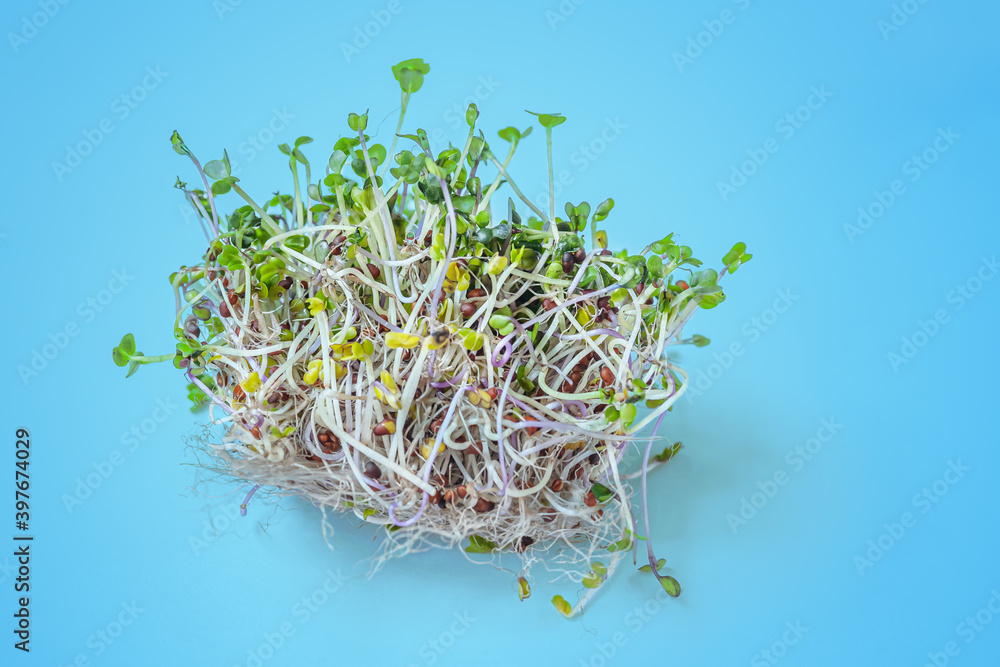 organic young alfalfa sprouts on a blue surface close up organic young alfalfa sprouts on a blue surface close up