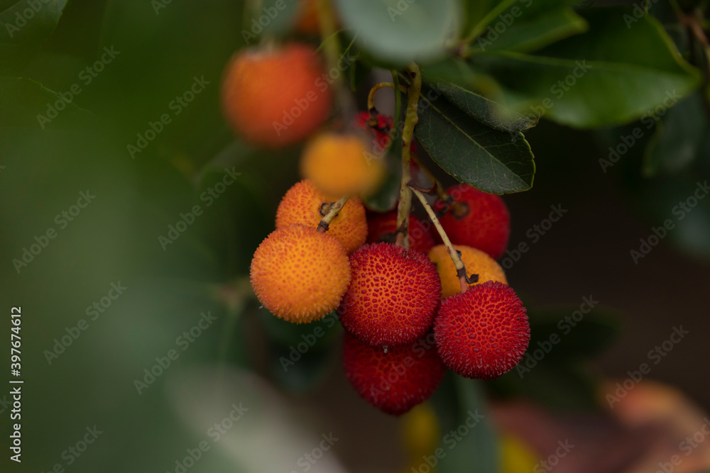 Obraz premium Sweet fruits of arbutus unedo, or strawberry tree, in autumn, in the Retiro park, Madrid, a species of bush typical of the Mediterranean basin. They are a symbol of the city, along with the bear.