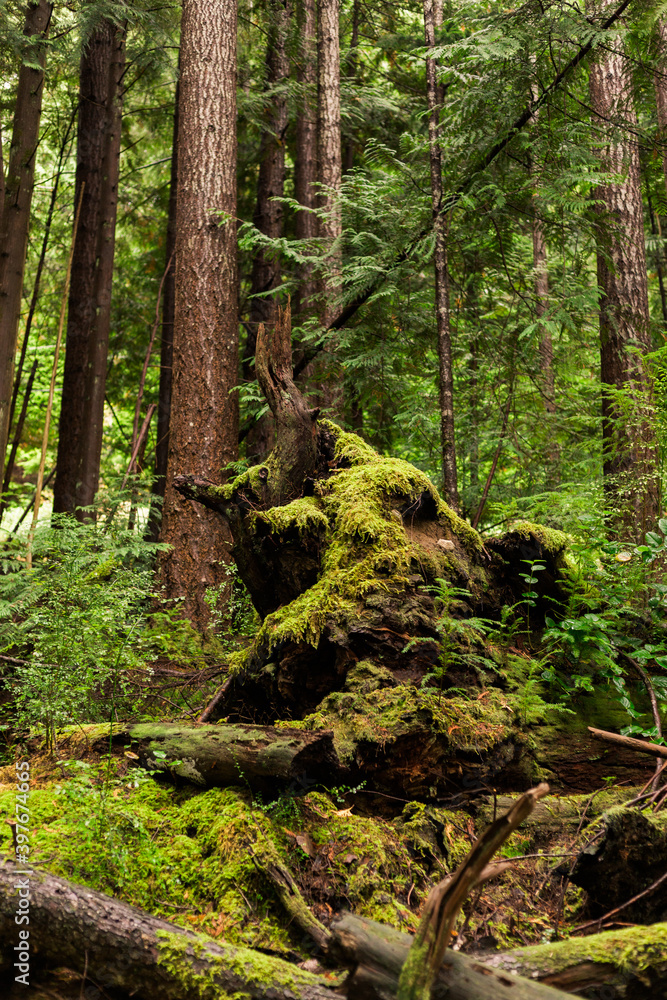 Obraz premium Moss covered tree stump in a forest