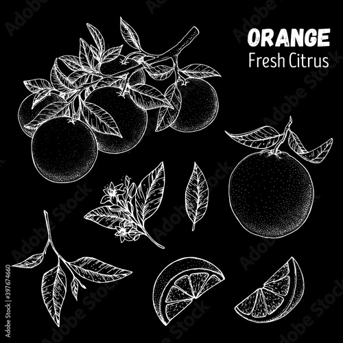 Orange fruit hand drawn collection, graphic elements. Vector illustration. Orange sketch for menu design, brochure illustration. Black and white. Citrus orange illustration. Can used for packaging