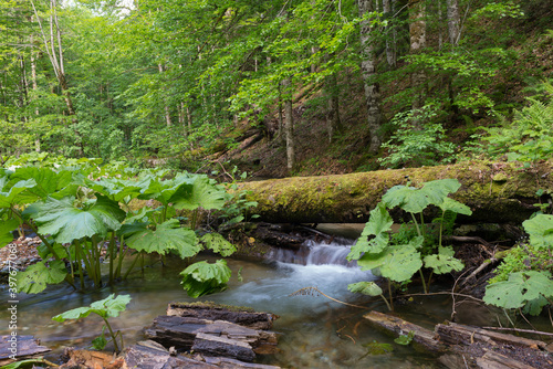 Small river s shot in a summer time  taken with long exposure