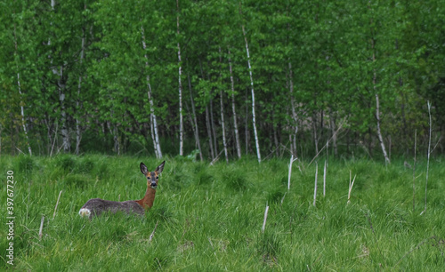 deer in the grass