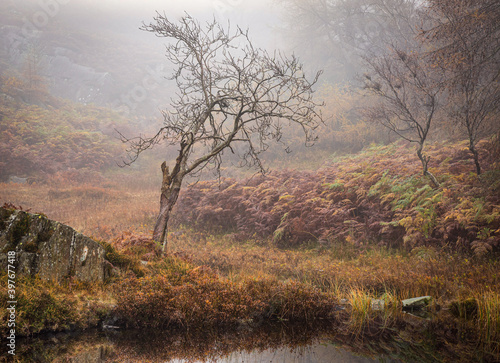 Lone tree in winter surrounded by dead bracken and mist
