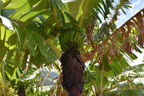 Wallpaper Mural banana tree
 Torontodigital.ca