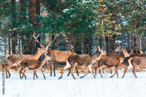 Fototapeta Naklejka Na Ścianę i Meble -  Christmas fairytale. Winter wildlife landscape with noble deers during snowstorm. Artistic winter christmas nature image. Many deers in winter.