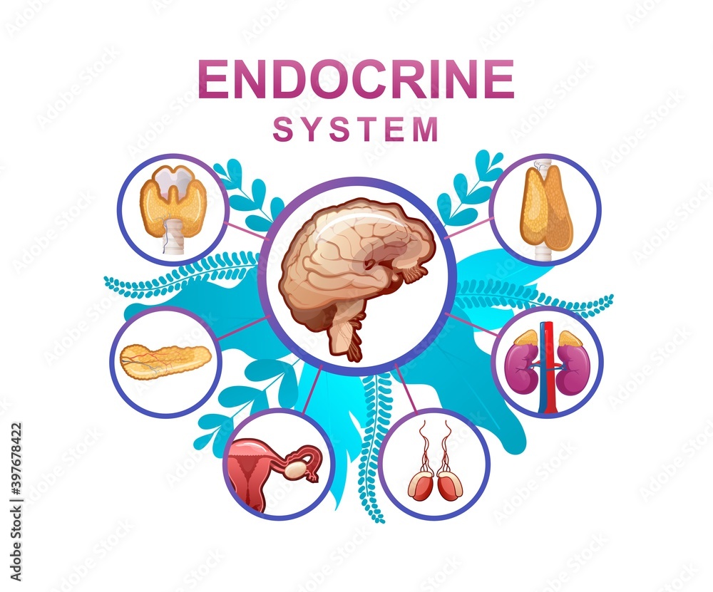 human endocrine system vector illustration human endocrine system vector illustration