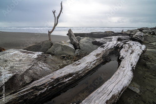 Tree Trunks and Driftwood on the Westport Jetty  WA