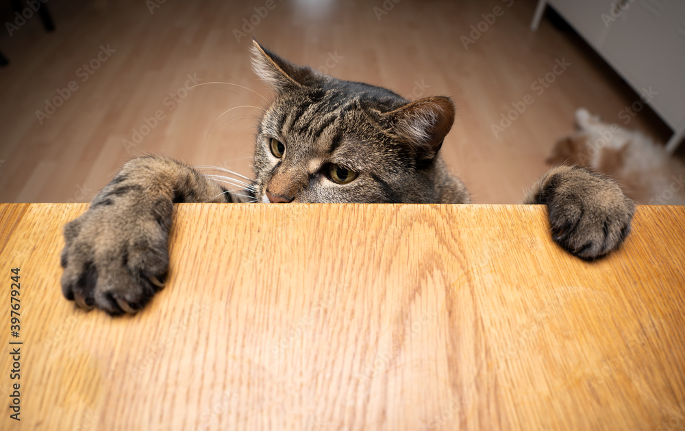 greedy curious tabby cat rearing up leaning paws on wodden table with