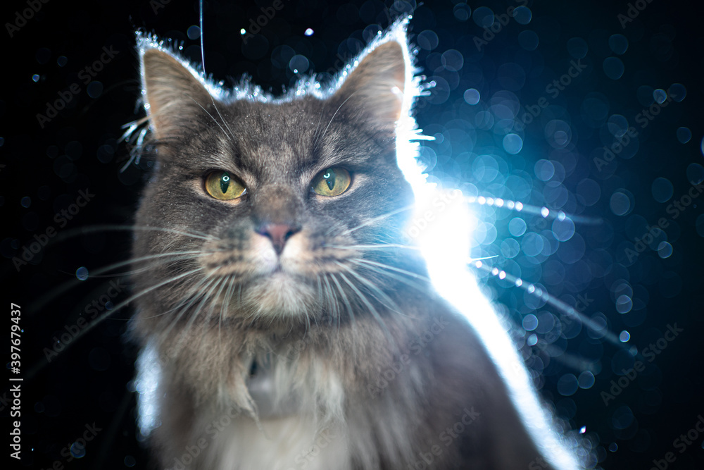 portrait of a cute blue tabby maine coon cat outdoors at night sitting in the rain with backlight looking at camera
