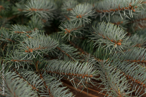 Close-up of green fir winter tree branches.