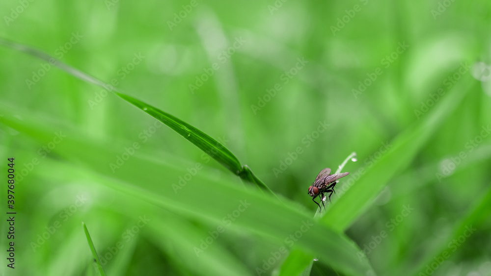 Fly on the grass Fly on the grass