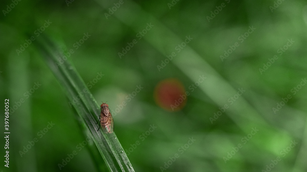 Fototapeta premium Fly on the grass