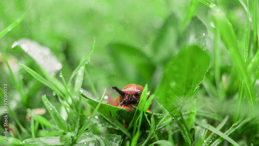 Slug in grass Slug in grass