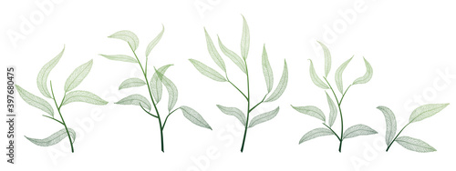 Willow leaves on white. Leaf veins. Vector illustration. EPS 10.