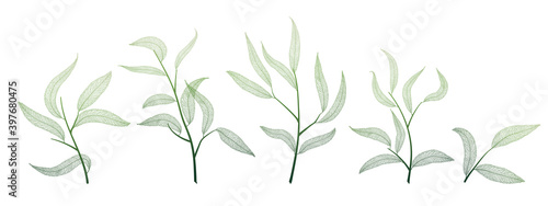 Willow leaves  on white. Leaf veins.  Vector illustration. EPS 10.