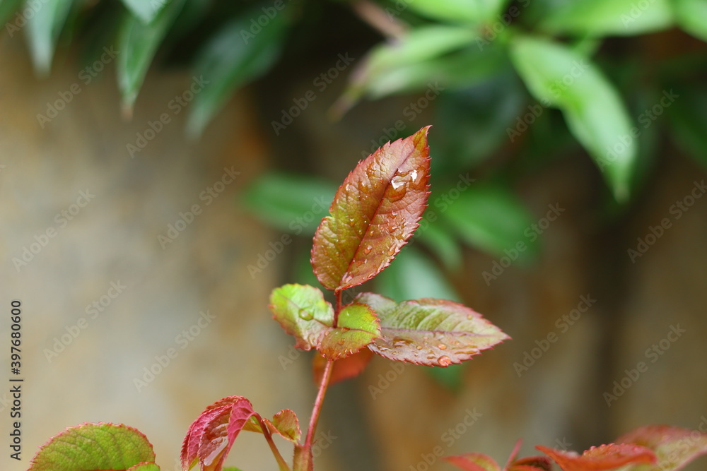 Rain drops on green leaf nature background. Rain drops on green leaf nature background.