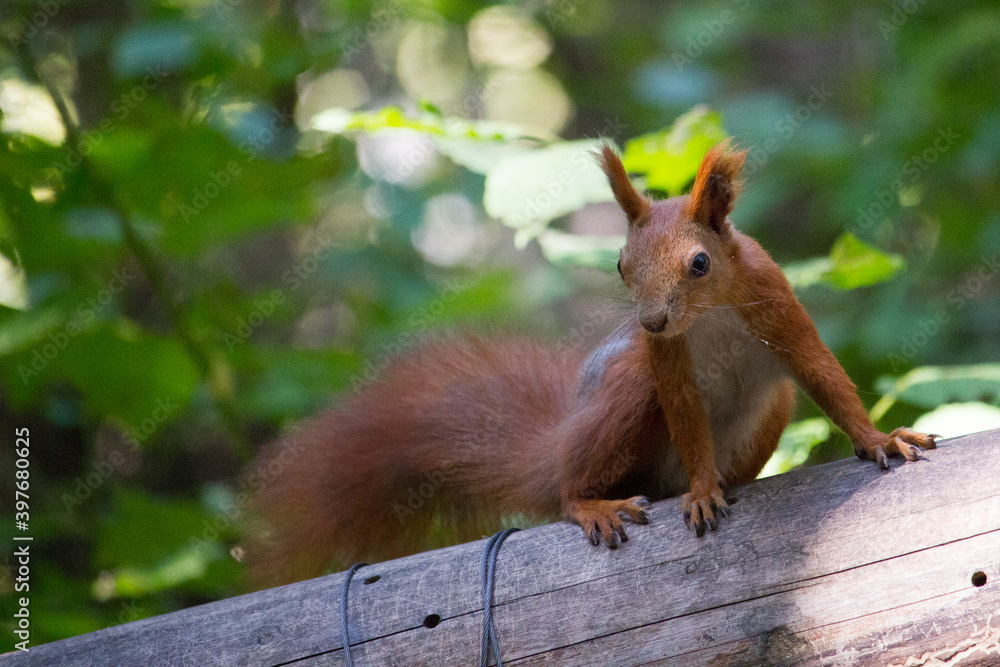 Squirrel eating walnut, wild squirrel in forest found food, selective focus Squirrel eating walnut, wild squirrel in forest found food, selective focus