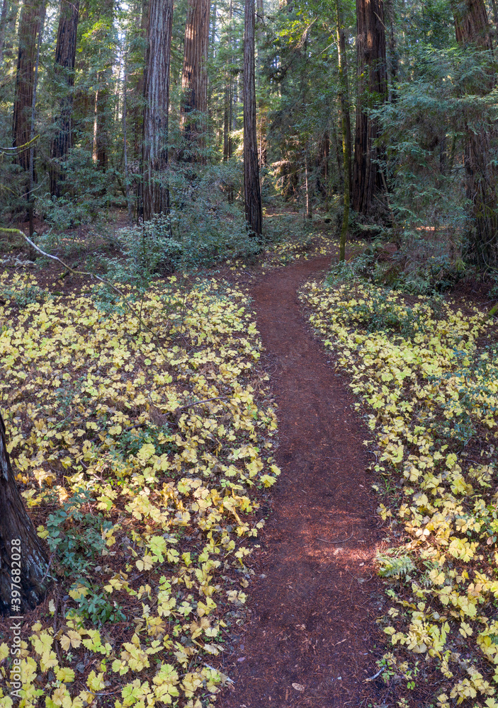 Massive Redwood trees, Sequoia sempervirens, grow in a shadowed forest