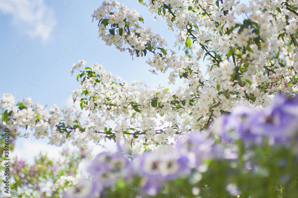 Apple tree and pansies blooming in the garden in spring, sunny day, picturesque clouds, various tones. Apple tree and pansies blooming in the garden in spring, sunny day, picturesque clouds, various tones.