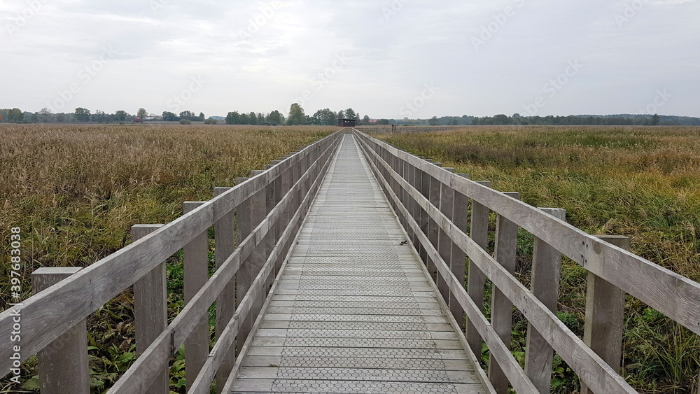 
Footbridge among the swamps (Śliwno and Waniewo, Podlaskie, Poland) 