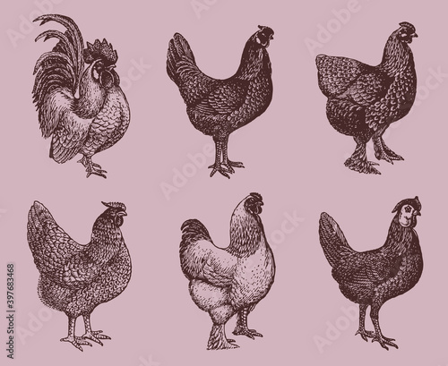 Group of hens and cocks of different chicken breeds isolated on a pale pink background, after an antique illustration from the early 20th century